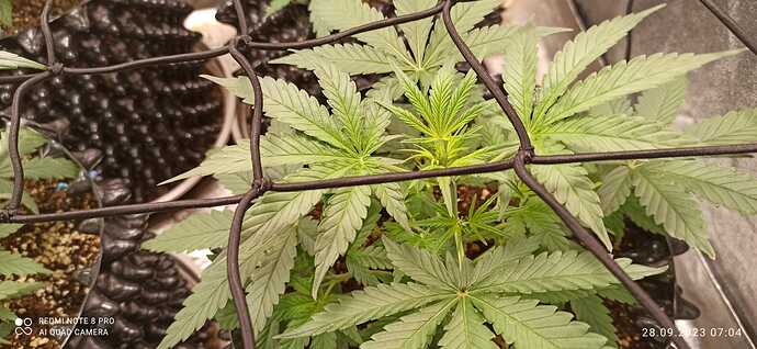 IMG-20230928-WA0007