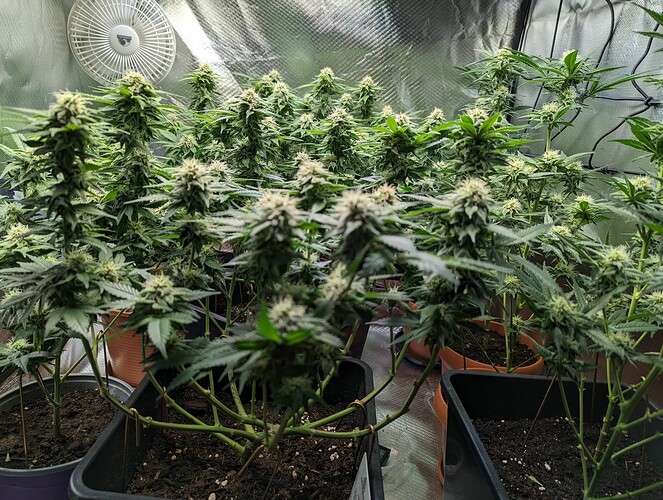 Growreport Bild 9