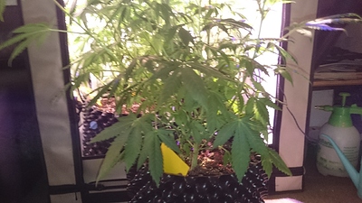 Growreport Bild 11