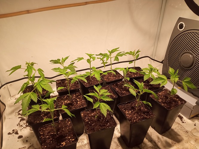 Growreport Bild 25