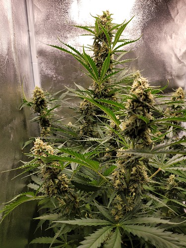 Growreport Bild 3