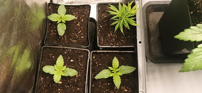 Growreport Bild 20