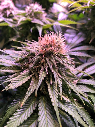 Growreport Bild 6