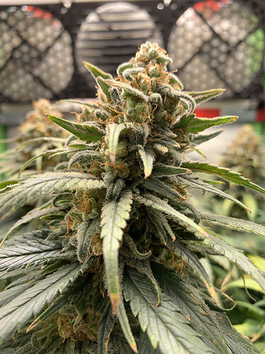 Growreport Bild 8