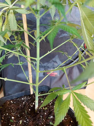 Growreport Bild 2