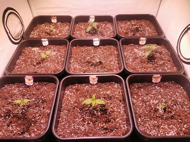 Growreport Bild 1