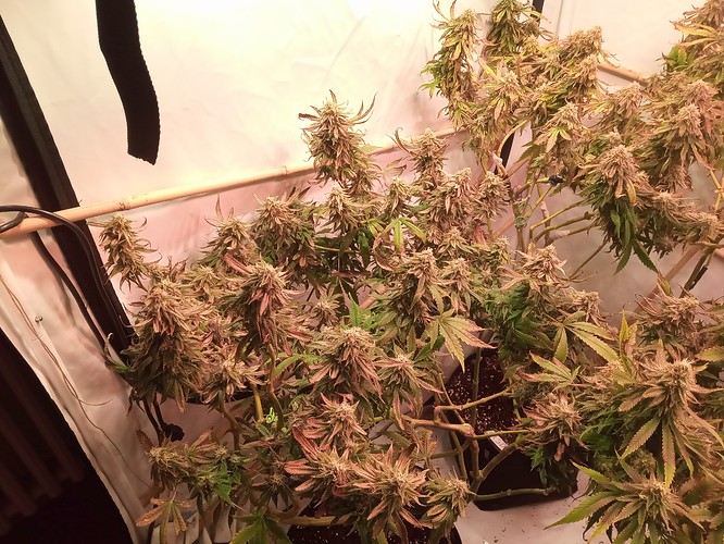 Growreport Bild 1