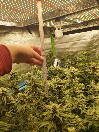 Growreport Bild 20