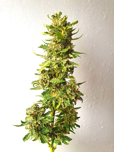 Growreport Bild 1