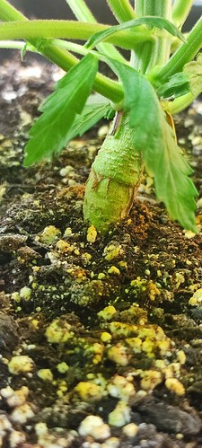 Growreport Bild 3