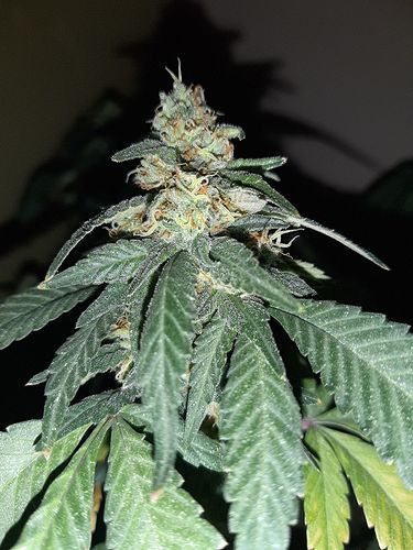 Growreport Bild 3