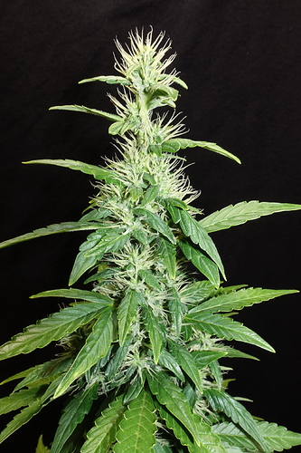 Growreport Bild 25