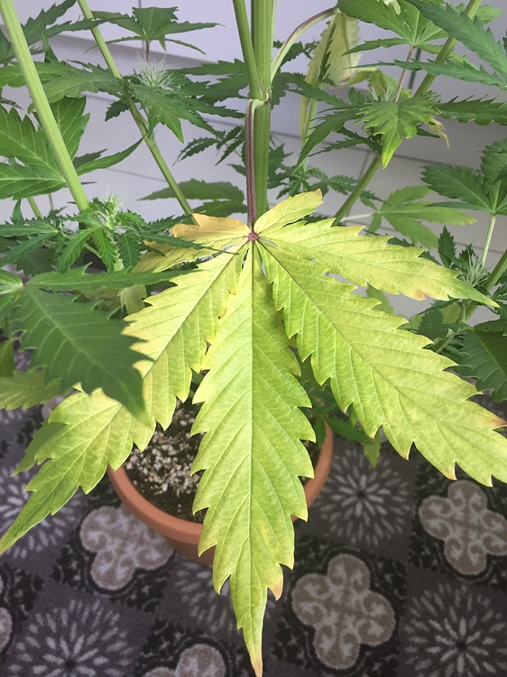 Gelbe Blätter // Zu große Pflanze GrowProbleme Forum