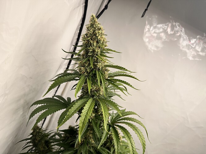 Growreport Bild 8
