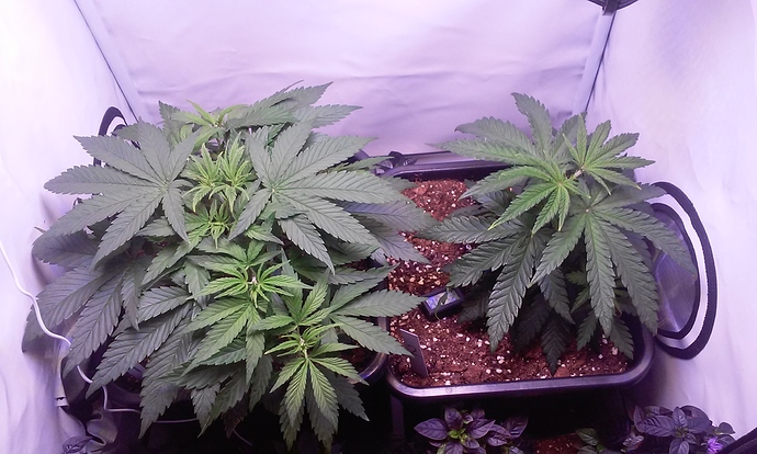 Growreport Bild 31