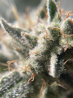 Growreport Bild 18