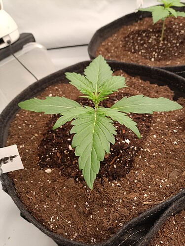 Growreport Bild 3