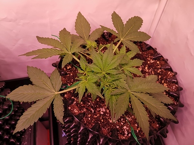 Growreport Bild 6