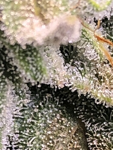 Growreport Bild 6