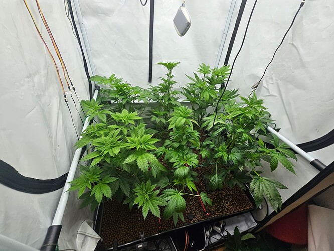 Growreport Bild 4
