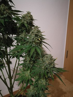 Growreport Bild 39