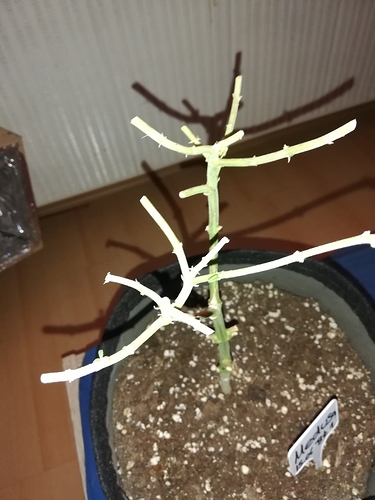 Growreport Bild 4
