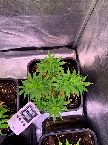 Growreport Bild 3