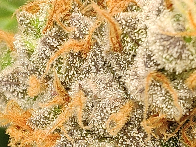 Growreport Bild 3