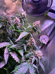 Growreport Bild 24
