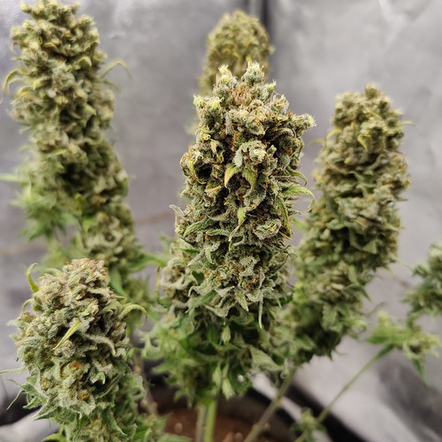 Growreport Bild 21