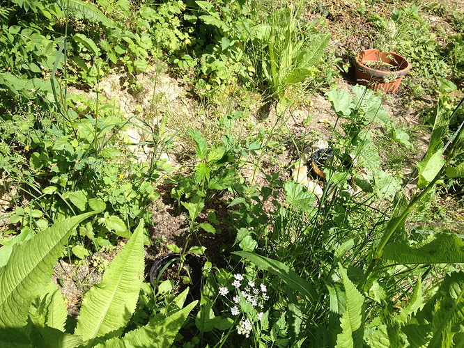Growreport Bild 1