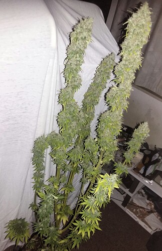 Growreport Bild 1
