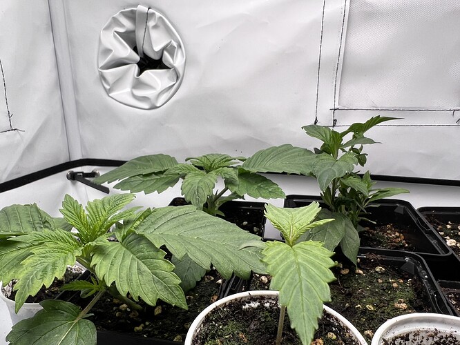Growreport Bild 20