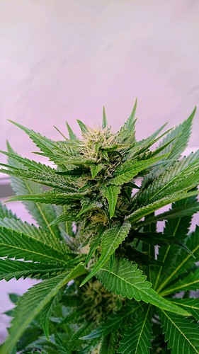 Growreport Bild 13