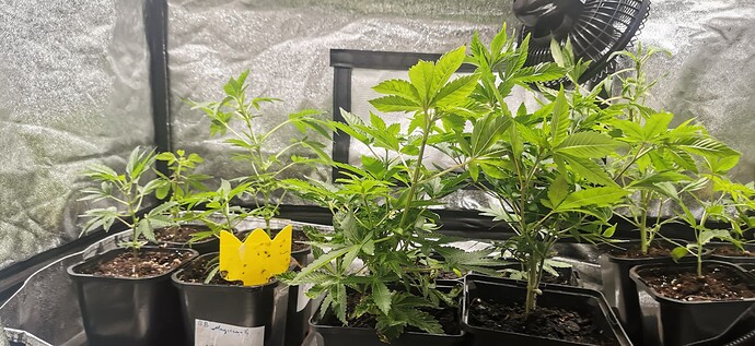 Growreport Bild 4