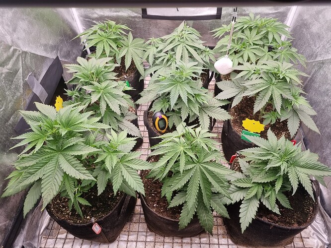 Growreport Bild 3