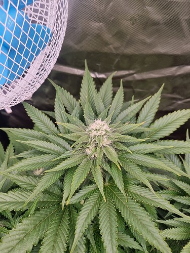 Growreport Bild 33