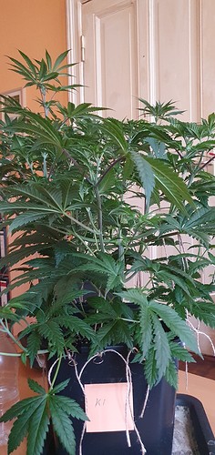 Growreport Bild 1