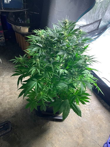 Growreport Bild 4