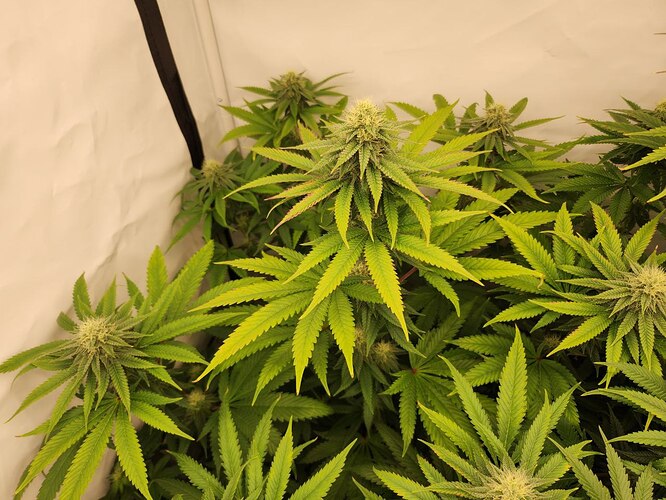 Growreport Bild 6