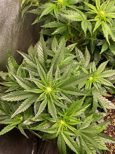 Growreport Bild 2