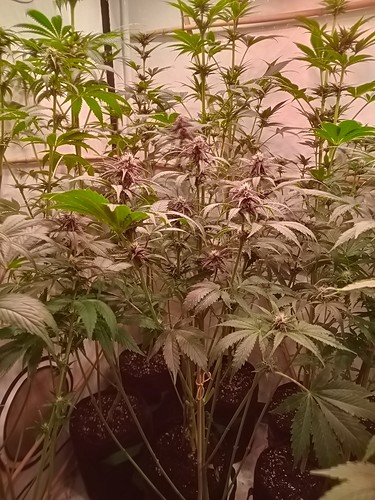 Growreport Bild 68