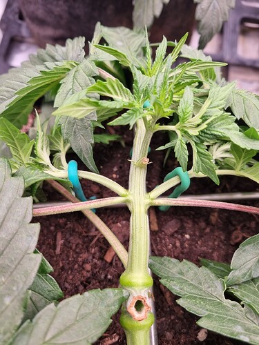 Growreport Bild 49