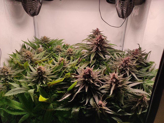 Growreport Bild 3