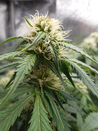 Growreport Bild 7
