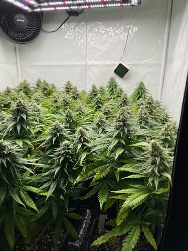 Growreport Bild 9