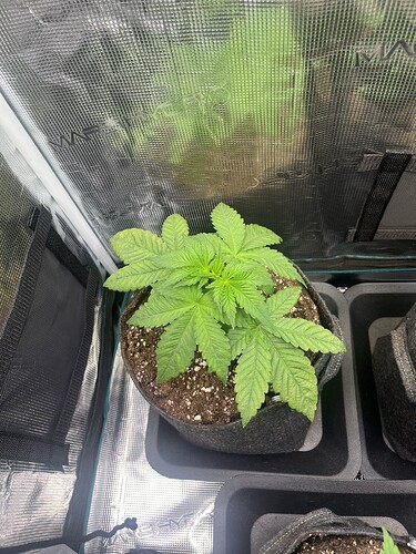 Growreport Bild 1