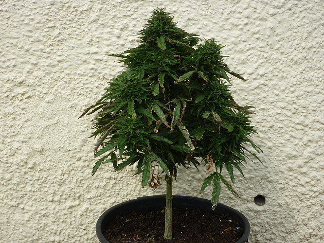 Growreport Bild 2