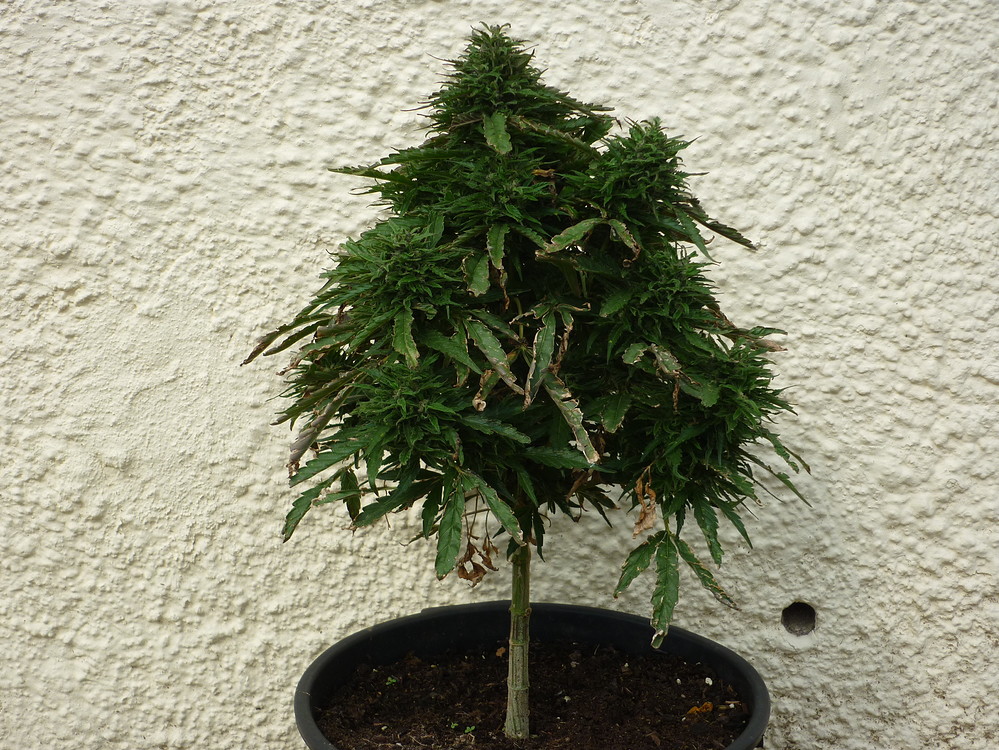 Erster Indoor Grow, Auto, LED