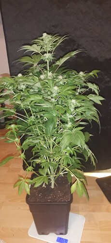 Growreport Bild 11